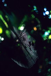 Comoros-Archipelago;-Detail;-Forest;-France;-Indian-Ocean;-Kaleidos;-Kaleidos-images;-La-parole-à-limage;-Laurent-Abad;-Macro;-Mayotte;-Nature;-Spider;-Spider-web;-Stories-Pictures